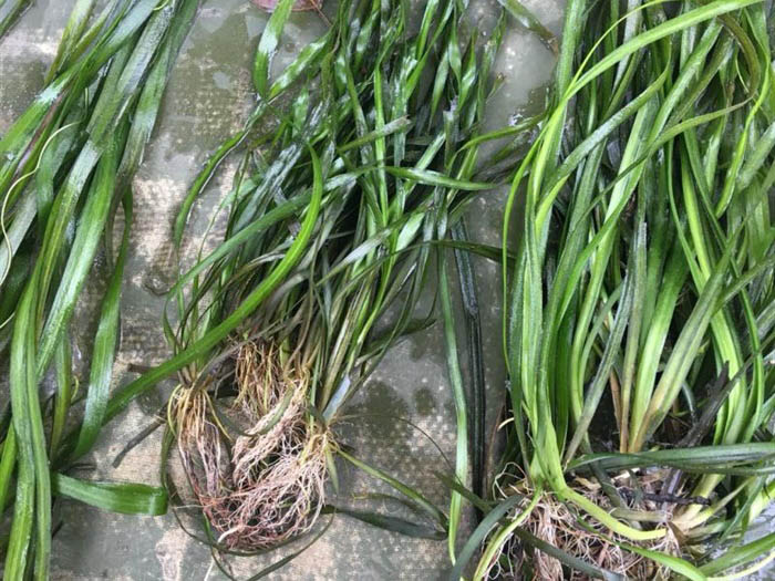 沉水植物苦草
